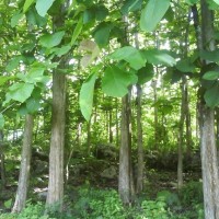 Pohon Jati