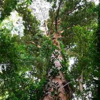 Pohon kapur