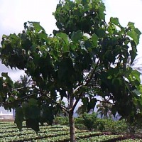 Kemiri