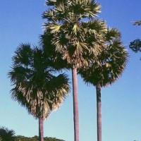 Pohon Siwalan (Lontar)