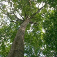 meranti batu