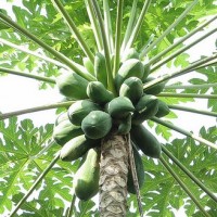 Pepaya / Gandul (jawa)