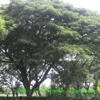Trembesi atau Ki Hujan