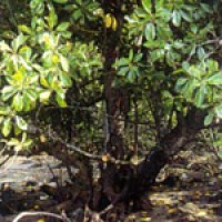 Pentingnya Lenggadai (Bruguiera cylindrica) Sebagai Spesies Pendukung Rehabilitasi Hutan Mangrove