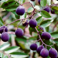 Ceuradieh (Aceh) asam keranji