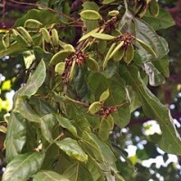 Malapari (Simeuleu)