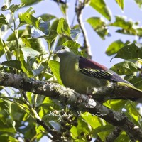 Punai Penganten / Grey-cheeked Green Pigeon