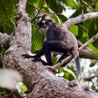 Lutung dahi putih