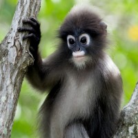 Lutung
