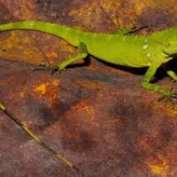 Penemuan Spesies Bunglon Baru di Sumatra