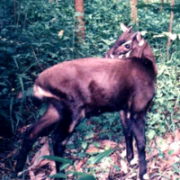 Saola