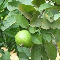 jambu biji