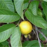 Jambu Biji