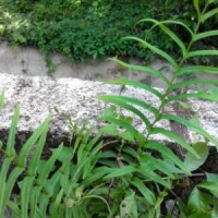 Pteris longifolia