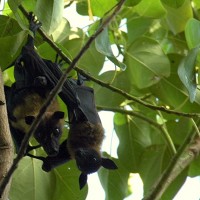 Mamalia Terbang Endemik dari Pulau Seram