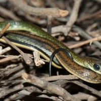 White Bellied Ratsnake / Ptyas fusca