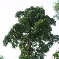 Pulai rawa