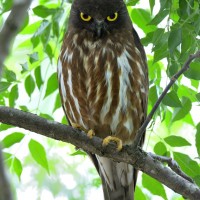 Punggok coklat / Brown Hawk Owl