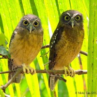 Pungguk Oker / Sumba Boobook