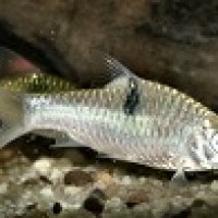 Ikan Wader Bintik Dua