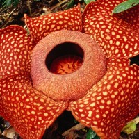 Bunga Bangkai Raflesia