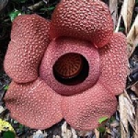 Bunga Rafflesia, Bunga Bangkai