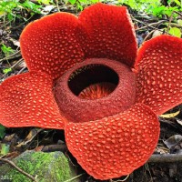Raflesia Arnoldi / Padma raksasa