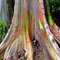 Rainbow Eucalyptus
