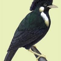 Raja-perling sula