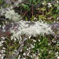 Lichen serabut