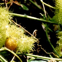 rambusa( rambutan monyet)