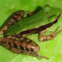 kongkang beracun