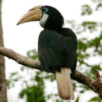 Burung enggang “Buceros vigil Forster” dari kalimantan