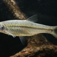 Si mini Rasbora agyrotaenia dari kalimantan yang kaya mamfaat