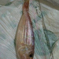 Ikan Kurisi