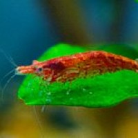 udang merah