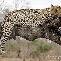 Macan Tutul Jawa