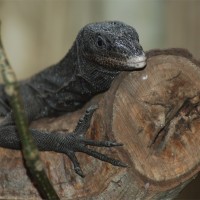 Biawak Pohon Hitam