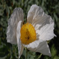 Romneya coulteri