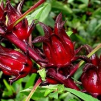 Rosela