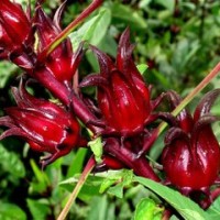 Rosela Si Merah yang Menyehatkan
