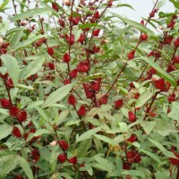 Rosela, asam paya