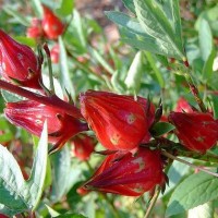 Rosella