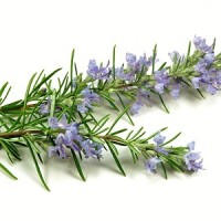 Rosemary