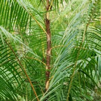 Rotan