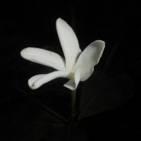 Rothmannia grandis (Korth)