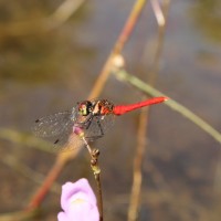 Capung kecil itu Nannophya pygmaea