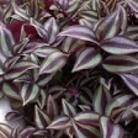 Rumput belang