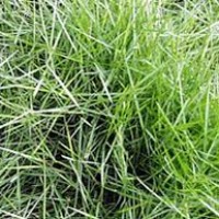 Rumput manila