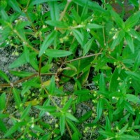 Rumput Mutiara